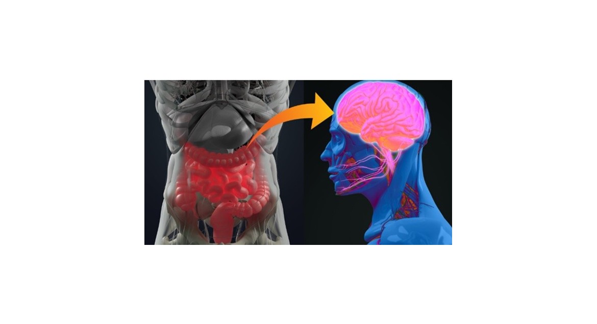 El Impacto de los Alimentos Fermentados en la Salud Mental: El Eje Intestino-Cerebro y su Poder en tu Bienestar