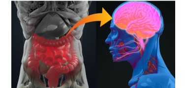 El Impacto de los Alimentos Fermentados en la Salud Mental: El Eje Intestino-Cerebro y su Poder en tu Bienestar